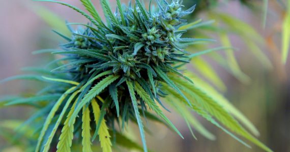 potplant1800x700