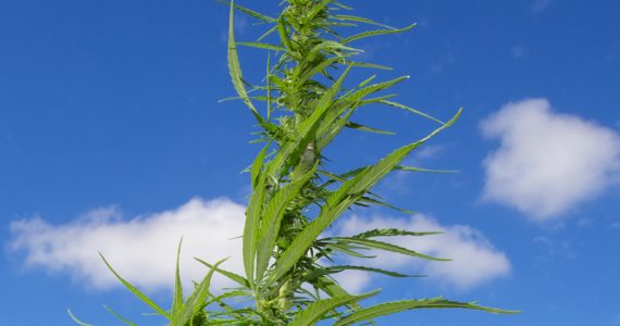 Plant8ImageMagazineImages800X700