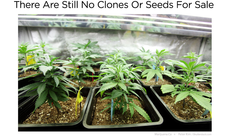 NoclonesSeeds1Featured950x700Image18.jpg