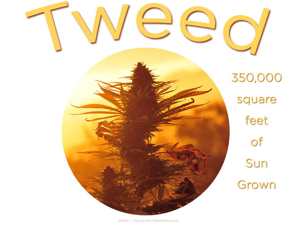 TweedYellowGood3Featured950x700Image10D.jpg