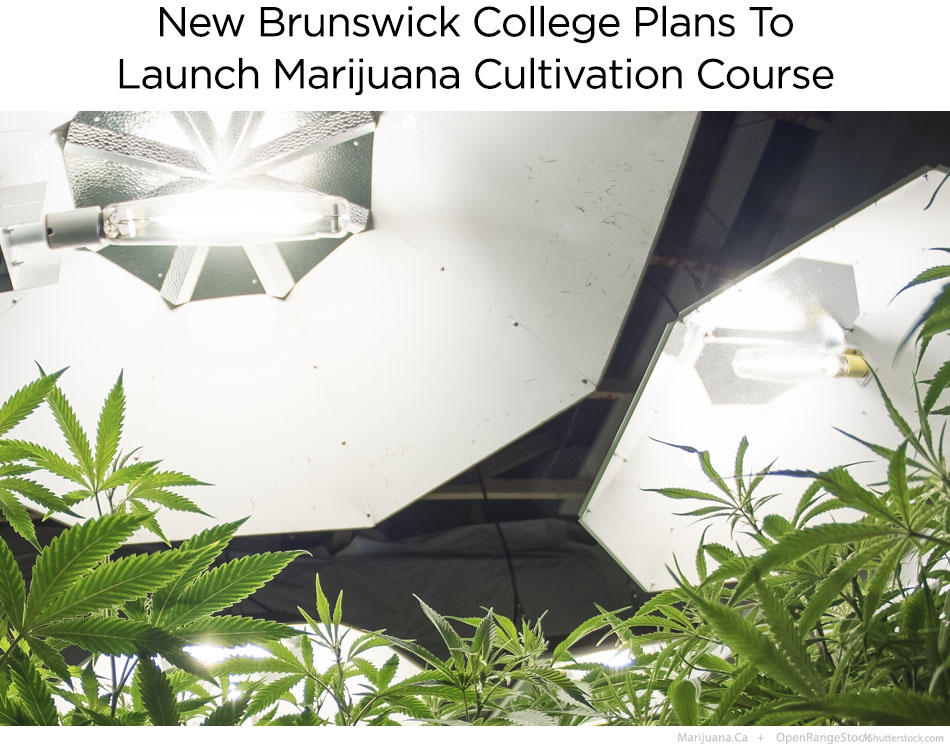 NBcollege2Featured950x700Image18.jpg