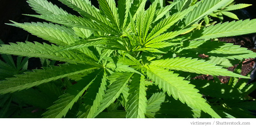 PlantInPotInLight.jpg