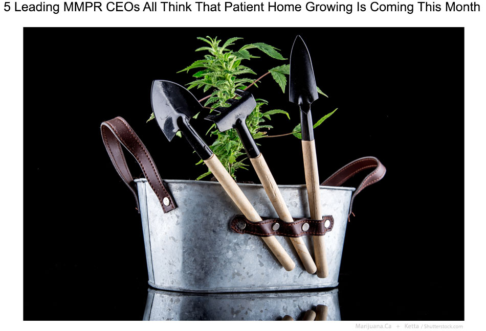 HomeGrowCeos1Featured950x700Image16.jpg