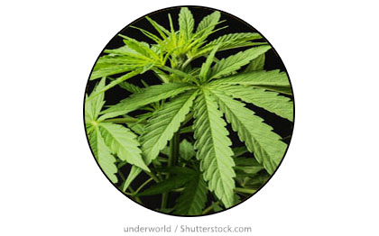 GreenPCircle1NewsImagesTemplate420wV2.jpg