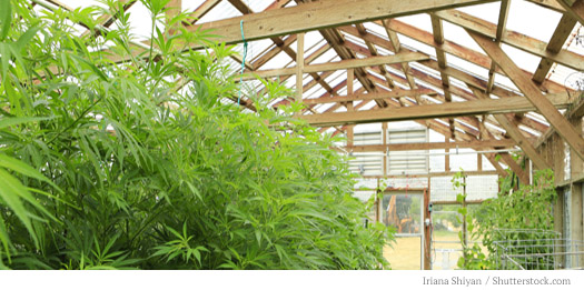 MJGreenHouse2.jpg
