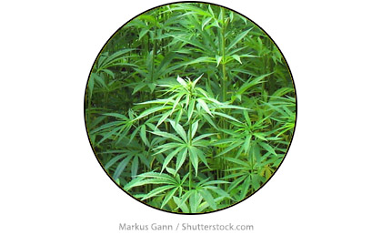 ManyPlantsNewsImagesTemplate420XMedCwV3.jpg