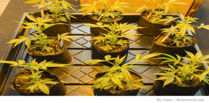 PotPlantsUnderLights.png