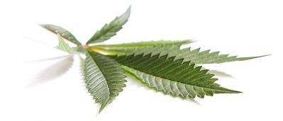 LeafWhiteBkgrnd1Front25percentSmaller1.jpg